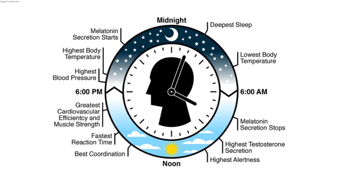 Researchers develop model to understand durability of body clock